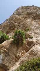 Centaurea atropurpurea