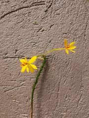 Epidendrum aura-usecheae