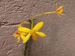Epidendrum aura-usecheae
