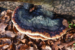 Fomitopsis pinicola