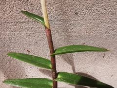 Epidendrum aura-usecheae