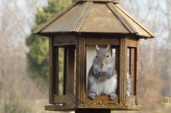 Sciurus carolinensis
