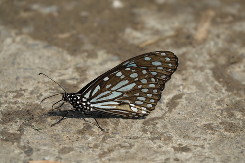 Tirumala limniace limniace
