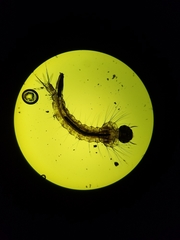 Culiseta incidens