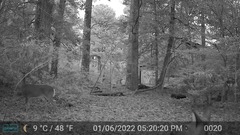 Odocoileus virginianus