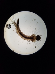 Culiseta incidens
