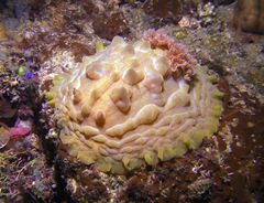 Asteronotus cespitosus