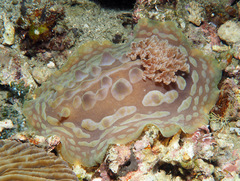 Asteronotus cespitosus