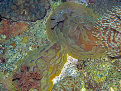 Asteronotus cespitosus