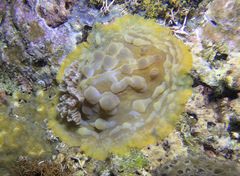 Asteronotus cespitosus