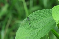 Teinopodagrion