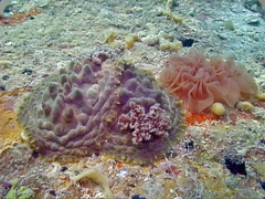 Asteronotus cespitosus