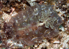 Asteronotus cespitosus