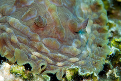 Asteronotus cespitosus