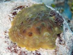 Asteronotus cespitosus