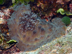 Asteronotus cespitosus