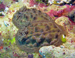 Asteronotus cespitosus