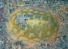 Asteronotus cespitosus