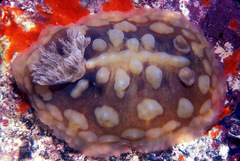 Asteronotus cespitosus