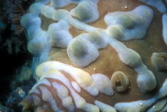 Asteronotus cespitosus