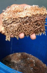 Fungi