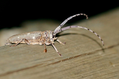 Prosopocera dejeani