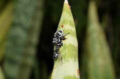 Salticidae