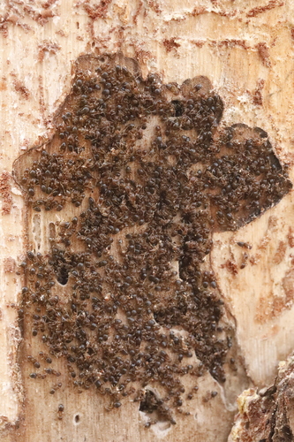 Lasius brunneus nuotrauka