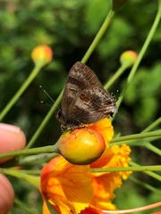 Rubroserrata ecbatana