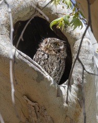 Megascops trichopsis