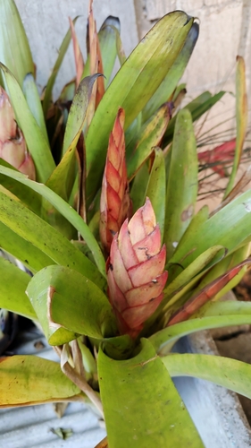 Image of Tillandsia punctulata by (c) Destino Trail, some rights reserved (CC BY)