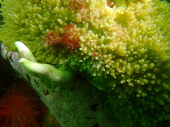 Halichondria sitiens