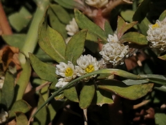Alternanthera philoxeroides