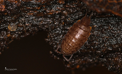 Chaetophiloscia cellaria