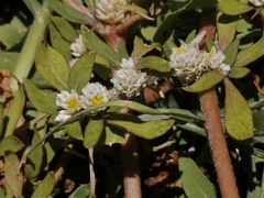 Alternanthera philoxeroides