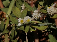Alternanthera philoxeroides