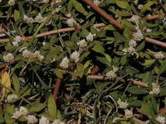 Alternanthera philoxeroides