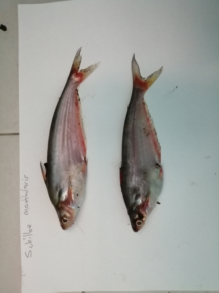 Schilbe mandibularis
