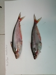 Schilbe mandibularis