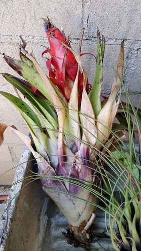 Image of Tillandsia imperialis by (c) Destino Trail, some rights reserved (CC BY)