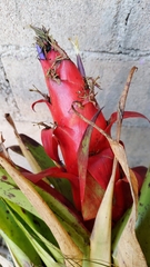 Tillandsia imperialis