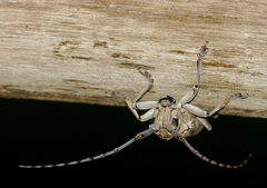 Prosopocera dejeani