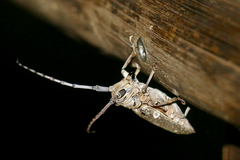 Prosopocera dejeani