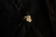 Micrathena horrida