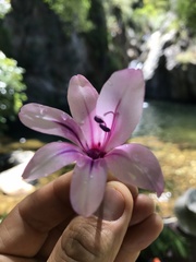 Gladiolus aquamontanus