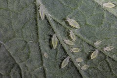 Cryptomyzus galeopsidis