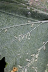 Cryptomyzus galeopsidis