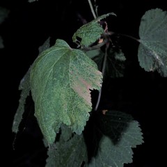 Cryptomyzus galeopsidis