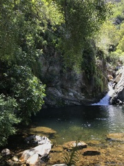 Gladiolus aquamontanus