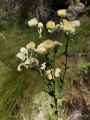 Helichrysum foetidum